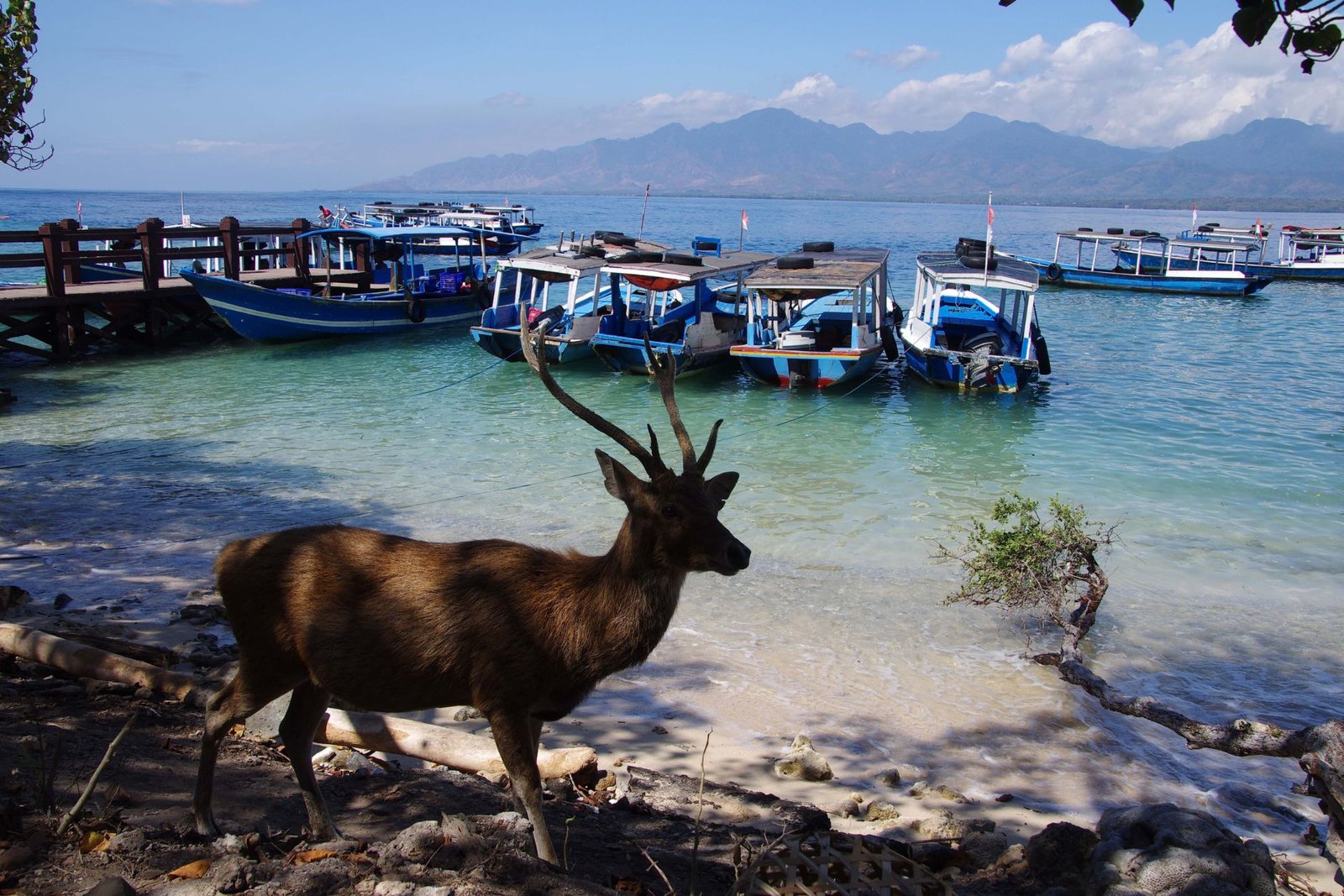 Menjangan Island